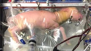 Baby Sheep Successfully Grown In Artificial Biobag Womb