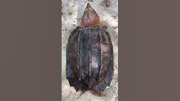 Suwannee Alligator Snapping Turtle Identification