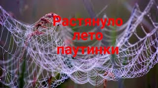 Растянуло лето паутинки...