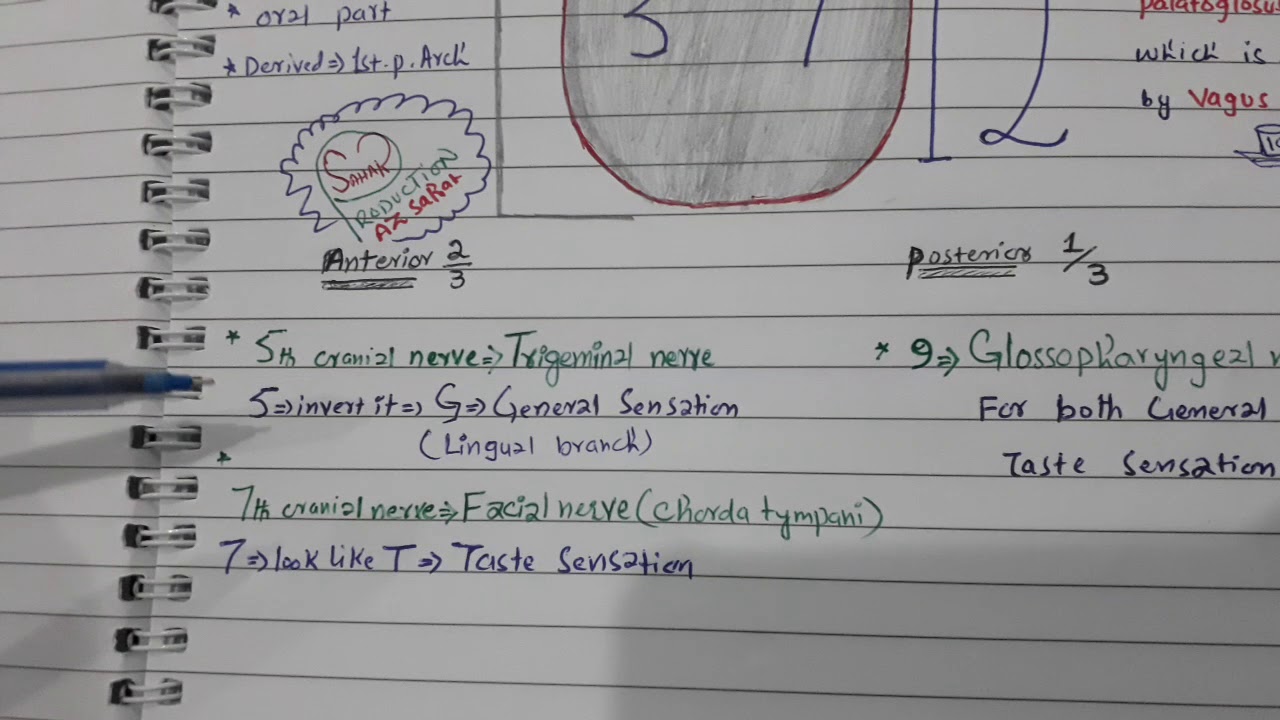 Nerve supply of tongue.. easy way to remember it forever - YouTube