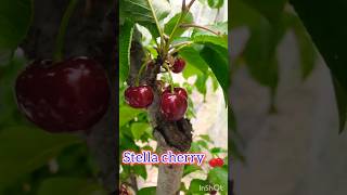 Fresh Stella Cherry  cherry farming orchard  youtubeshorts fruitorganic