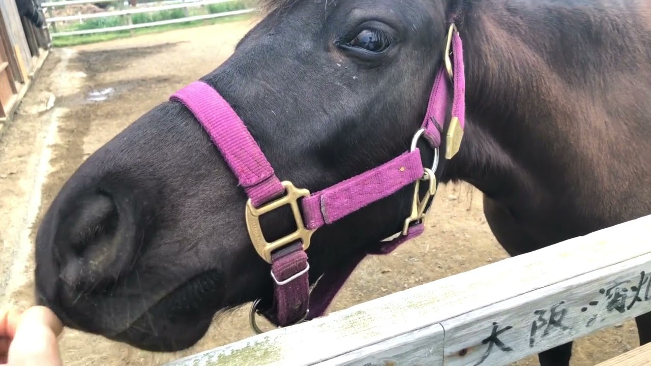 奄美大島 あやまる牧場様へ行ってきました 馬の未来に彩りを