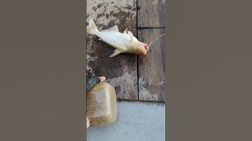 Câu Cá Basa Thời Tới Cản Không Kịp #shorts