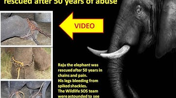 Elephant 