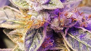 Holy Smoke Reveg update day 21 DWC update and look at EAST COAST DANKNESS seed growth.
