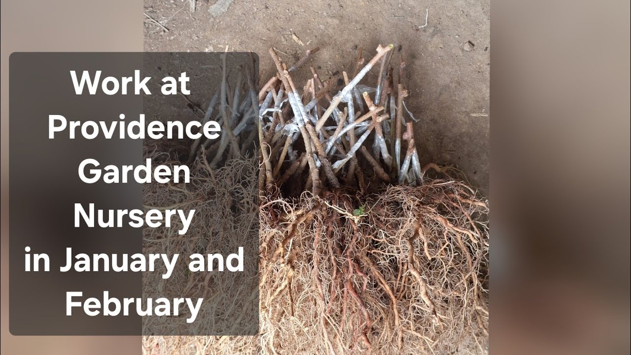 Work at our plant nursery in Jan-Feb