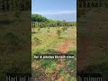 durian montong ratusan hektar.#tren #trending #vlogs #vlog #viral #creator #craetive #short #fyp