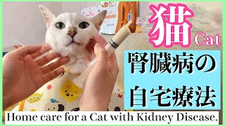 【腎不全】猫自宅療法！腎臓の負担を楽にする3つの方法！