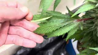 Cannabis grow of 2025