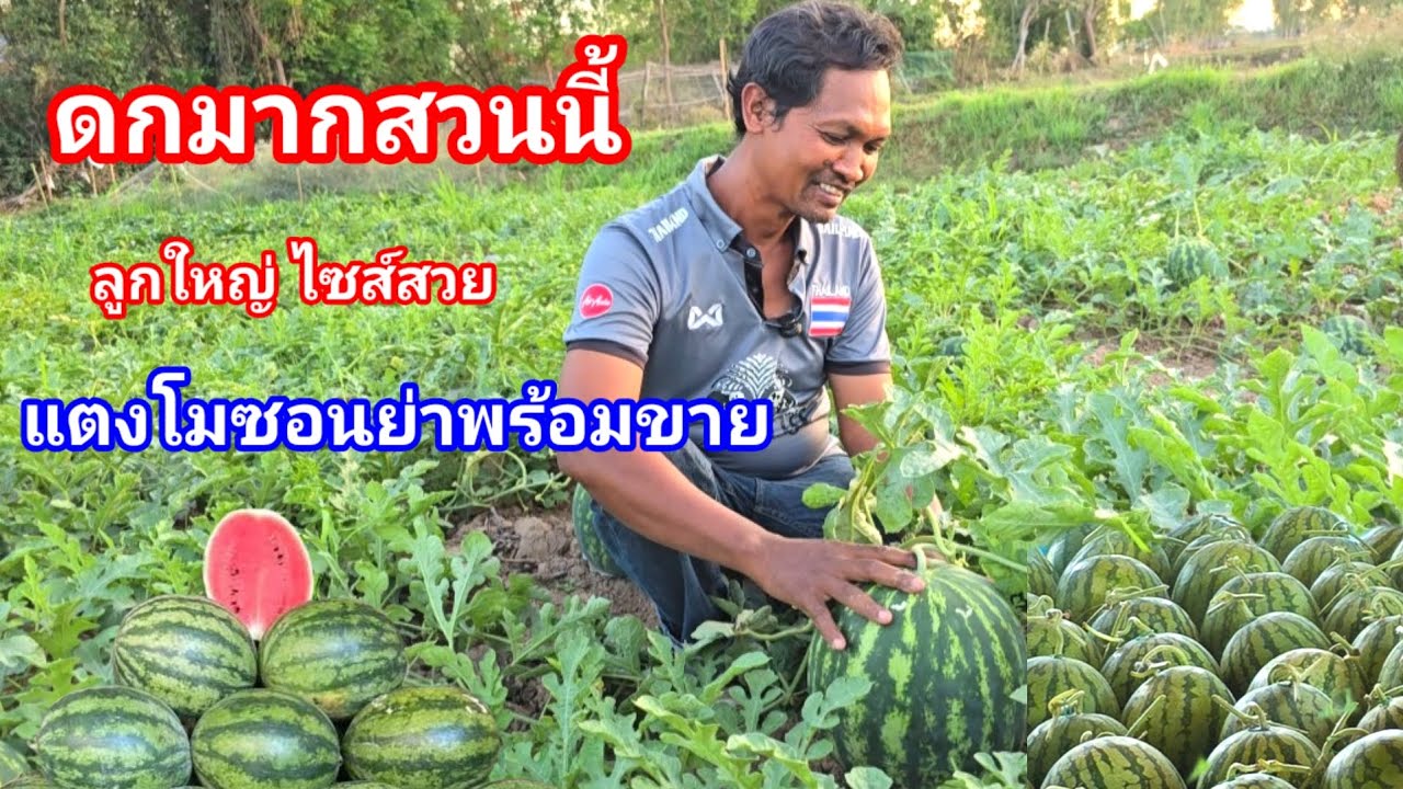 เปิดสวนแตงโมหวานที่บุรีรัมย์!! สายพันธุ์ดีหวาน กรอบ  ทำระบบน้ำหยด พร้อมทานแล้วว