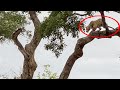 Leopard Strikes Buck From Tree