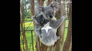 Koalas 🐨🥺😍 #koalas #fypシ゚ #edit #adorable