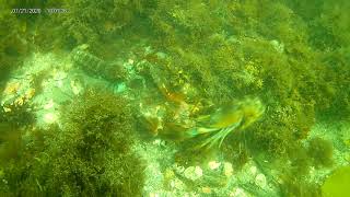 Scuba diving at Two Lights "Lobster Shack" in Cape Elizabeth, Maine. It was on 7-21-2020.