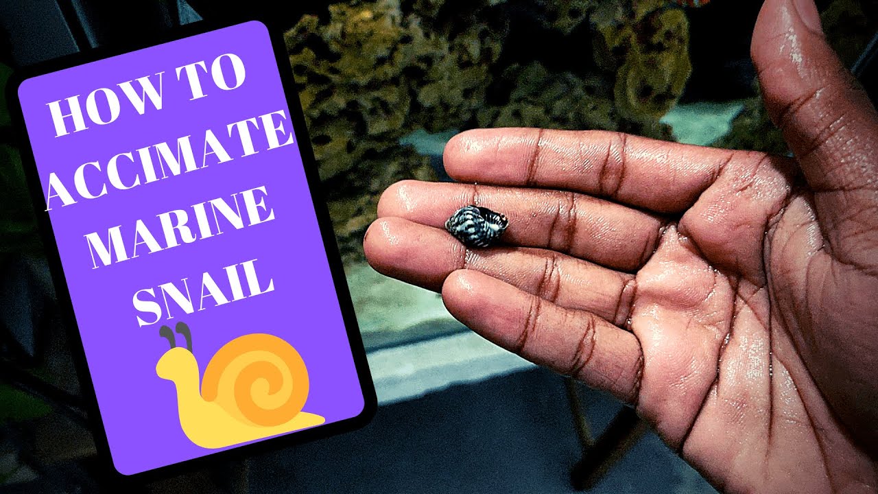 How To Acclimate Marine Snail YouTube