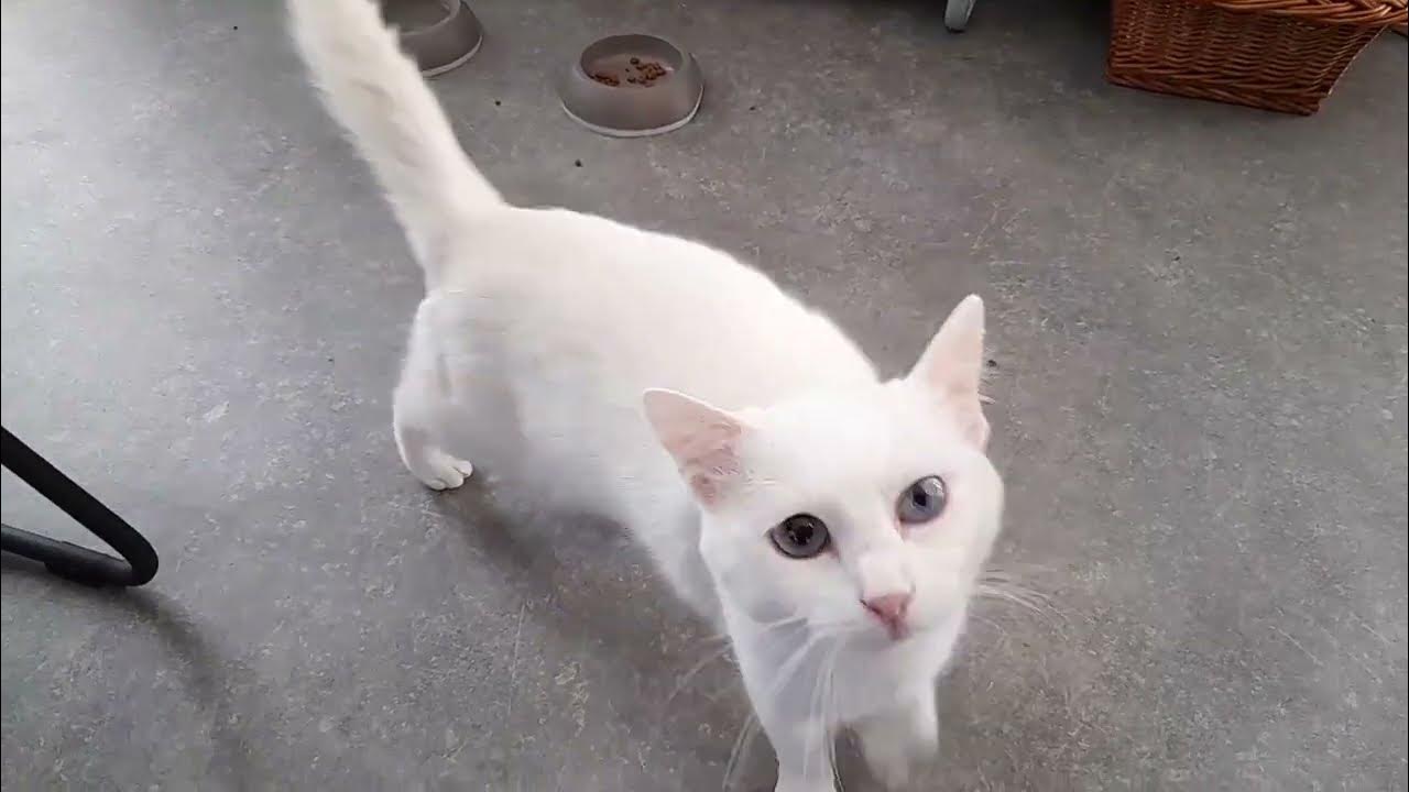 White cat with Bell's Palsy YouTube