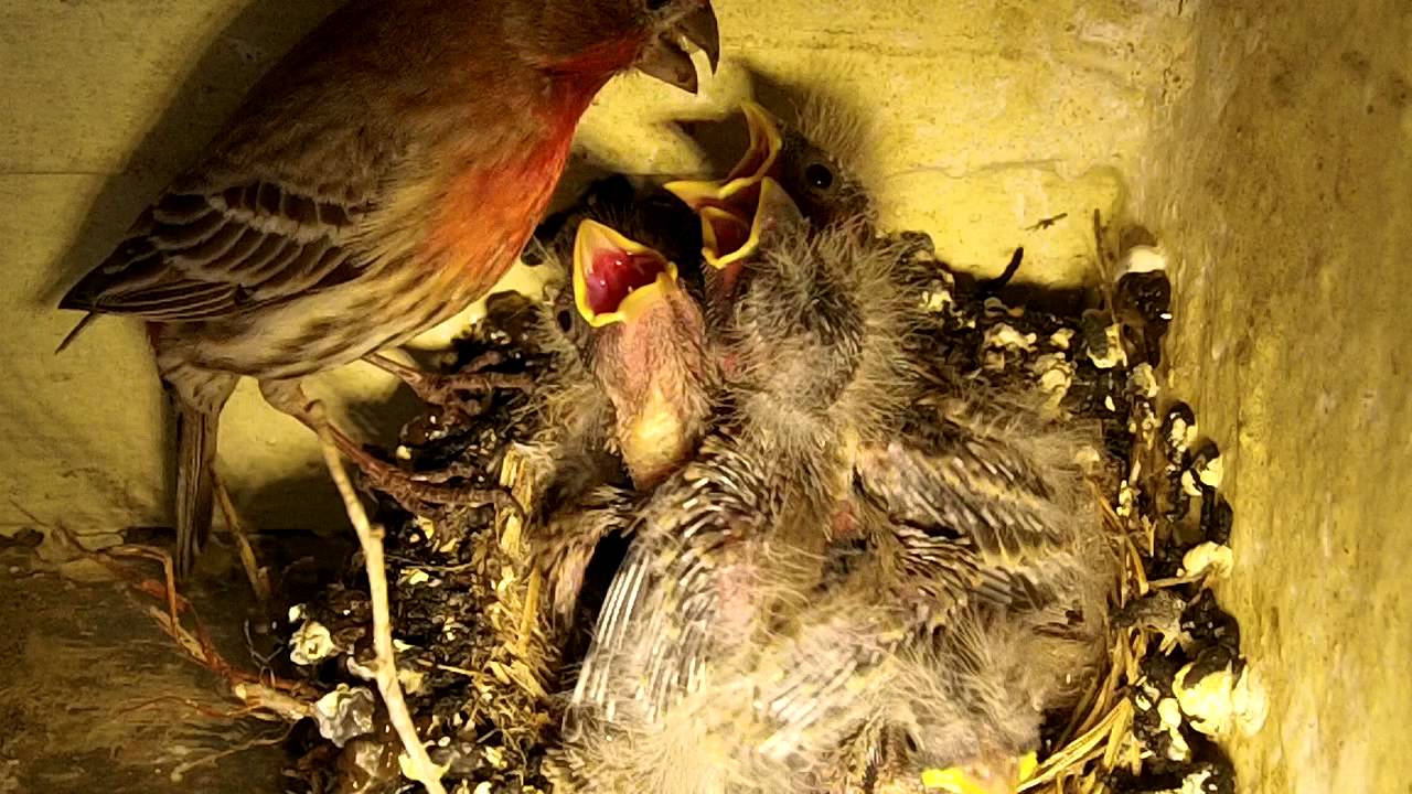 Baby Birds Getting Fed YouTube