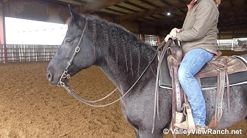 Comets Blue Question - easy walk, jog, lope, stops! - ValleyViewRanch.net