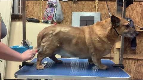 Qc pet study  -D6 undercoat rake before