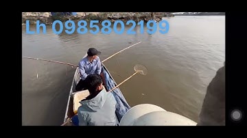 Thực tế đi thả dây kéo cáp ở độ sâu cá măng nổi đẹp khách xem.0985802199