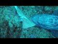 Angel Shark vs Potato Bass