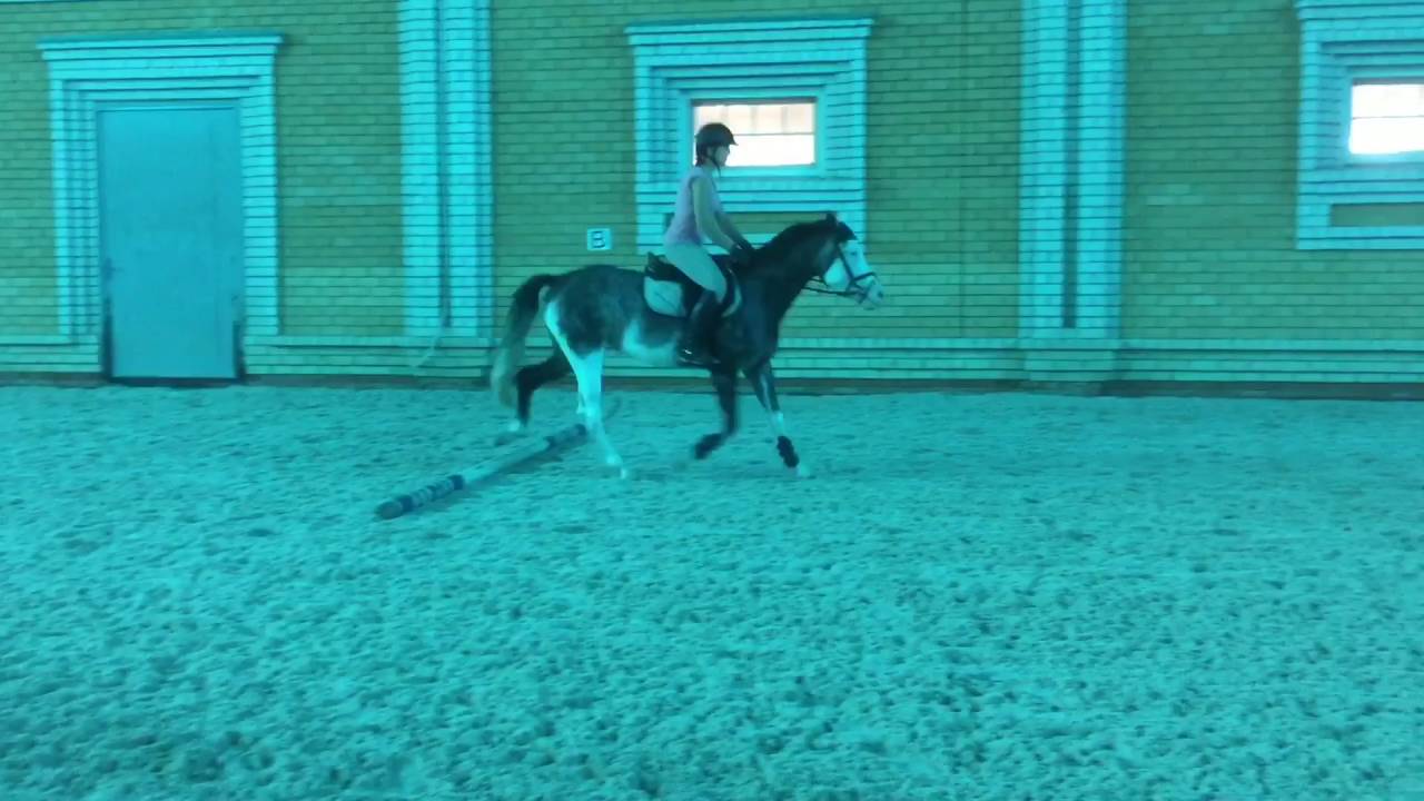 Young ridepony for sale, 3 y.o. Райдпони на продажу, 3 года. YouTube