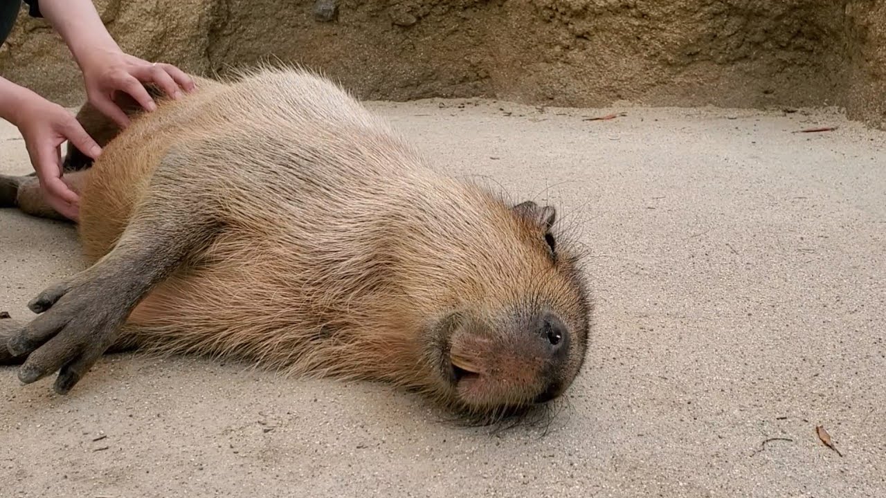 極楽マッサージで固まっちゃったカピバラさん。Capybaras|This is