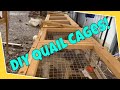 Quail farming | Homemade quail cages