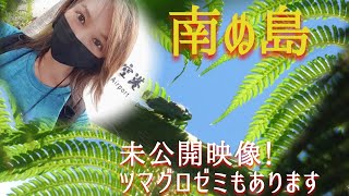 西表島～未公開映像ツマグロゼミやヤエヤマニイニイも