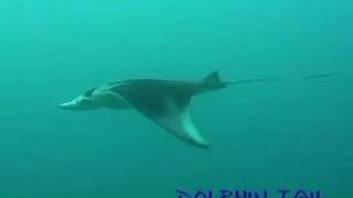 ヤップ島マンタ Yap Is. manta ray 080219 No.1 ヤップ島 検索動画49 ヤップ島マンタ Yap Is. manta ray 080219 No.1 ヤップ島 検索動画 49