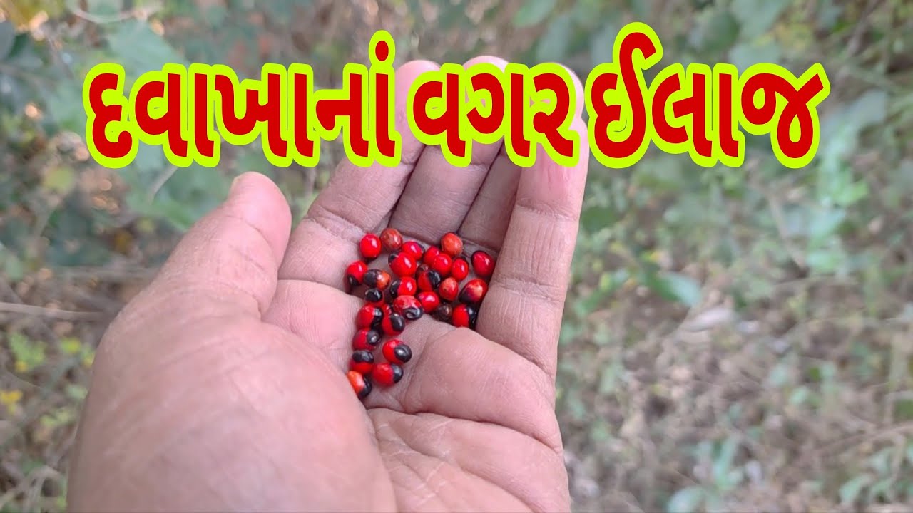 Chanothi Roots ચણોઠી વિશે આ વાત કદાચ તમને ખબર નહીં હોય! || Chanothi Plant || - YouTube