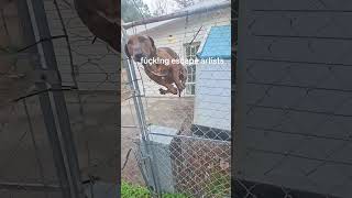 The dog got stuck in something #funnydog #foryou #dog #funnyvideo #fyp