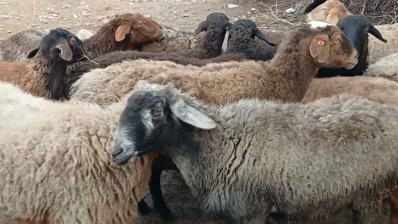 Арзони!арзон савдо шудан  рафтан!!