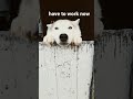 Now its the right video: Do you see the love in the eyes of this husky? He is busy but come alomg just to say I love you… by husky-team-vibes, Poop4U