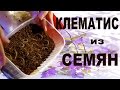 КЛЕМАТИС ИЗ СЕМЯН – ВЫРАЩИВАНИЕ КЛЕМАТИСА ИЗ СЕМЯН  от Nina Petrusha channel Clematis TV