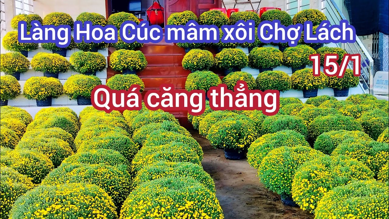 Quá căng thẳng khi về làng hoa cúc mâm xôi Chợ Lách 