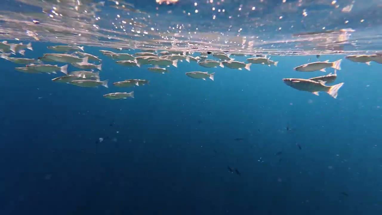 Snorkeling, snurkowanie Akassia Swiss Resort 10 luty 2026 #Snorkeling #Akassia #Marsalam