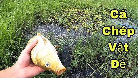 Kích Cá Đầm Hoang Cá Chép Lũ Lượt Kéo Đàn Lên Bãi Cỏ Ngập Nước Vật Đẻ ||Fish king VN
