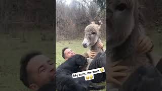 DONKEY WANTS A HUG TOO 😂😂   #Dogs #animals #animalshorts #animallover #funnyvideo #funnyshorts