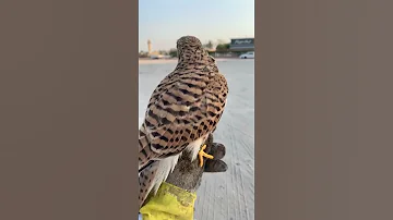 مطفوق اوله ملواح له 