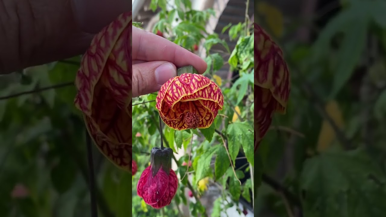 Chinese Lantern Flower 