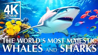 The World's Most Majestic Whales And Sharks 4K (ULTRA HD) - Under The Red Sea With Peaceful Piano