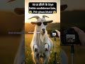How to Go Viral - Goat Edition 🕶️✨GoatLife #FunnyAnimals #ViralReels #ConfidenceIsKey #MemeVideo
