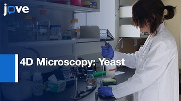 4D Microscopy Of Yeast l Protocol Preview