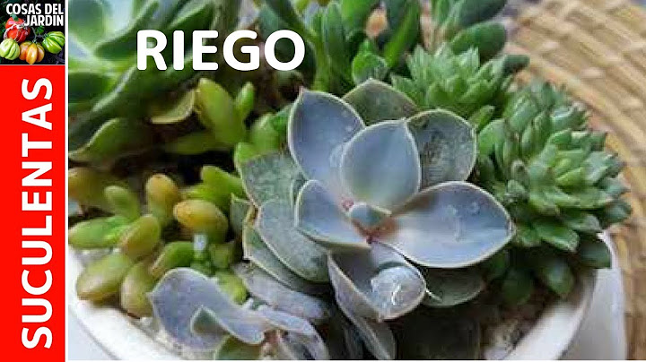 HOW TO WATER SUCCULENTS AND CACTUS AND HOW OFTEN TO WATER THEM