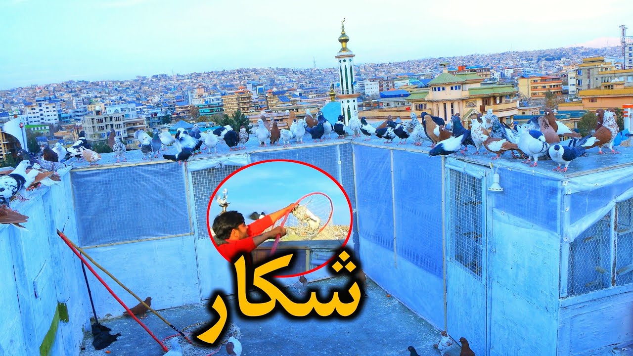 از میان چندین کفتر #یک شکار | بزرگترین خیل تحت فرمان | همراه کفتر صحبت میکنم و از کفتر ها رازی استم