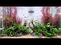 Step by step montage dun aquascaping pour un abonn  bonus