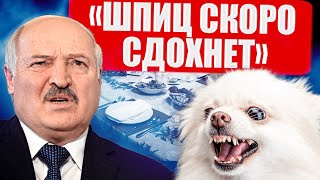 Лукашенко БОЛЕН! Что он сделал со шпицем? Свинья диктатора - будущий премьер-министр Беларуси