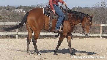 Autumn Be High Class - lead changes, turns, stops, work gate! - ValleyViewRanch.net