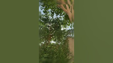 تلاوة هادئة للشيخ محمد اللحيدان ✨