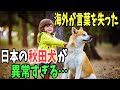 【海外の反応】「日本の秋田犬はヤバ過ぎる…」飼い主に一途過ぎる秋田犬に海外が絶句！！【日本のあれこれ】